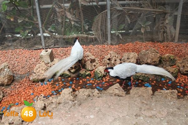 re7la mo2asaasa 0521 (28).JPG